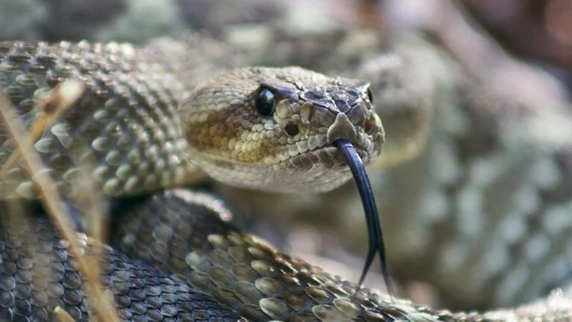 serpiente _ víbora de cascabel